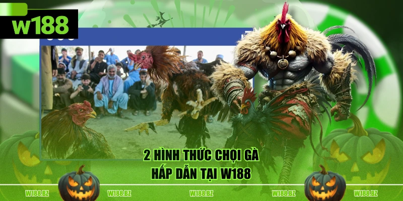 Đá Gà W188 3 2 hình thức chọi gà hấp dẫn tại W188