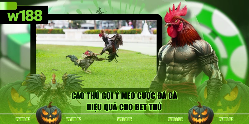 Mẹo Chọn Kèo Đá Gà Hôm Nay Chuẩn Xác, Dễ Trúng Cho Bet Thủ 4 Cao thủ gợi ý mẹo cược đá gà hiệu quả cho bet thủ